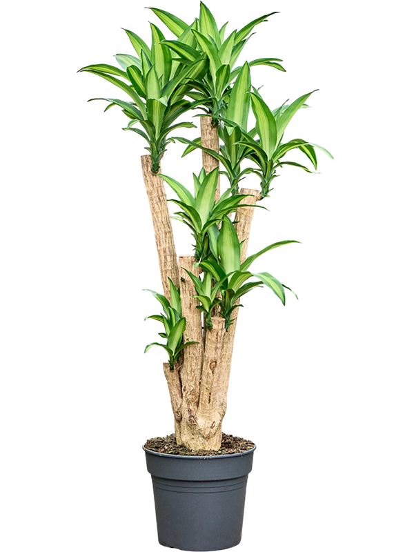 Драцена душистая (фрагранс) "Massangeana" 34/160 (Nieuwkoop Europe) 40493 - фото 101160