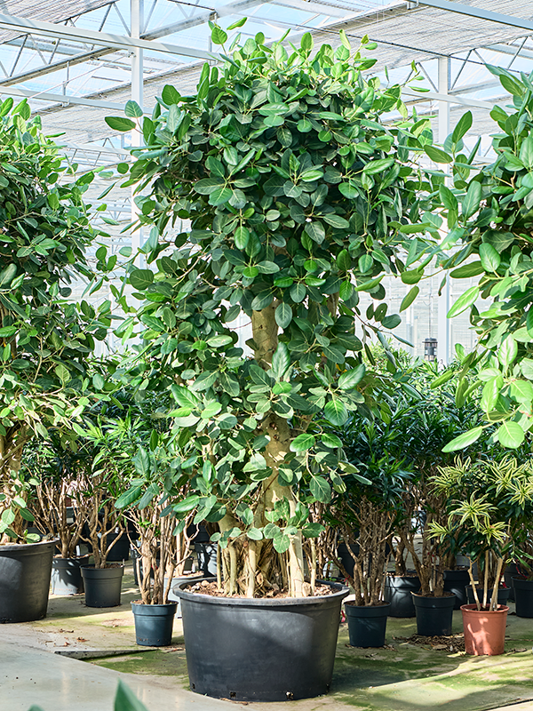 Фикус бенгальский 80/290 (Nieuwkoop Europe) 40498 - фото 101165