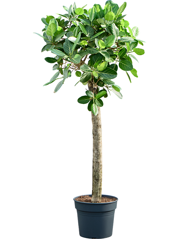 Фикус бенгальский "Audrey" 38/200 (Nieuwkoop Europe) 40499 - фото 101166