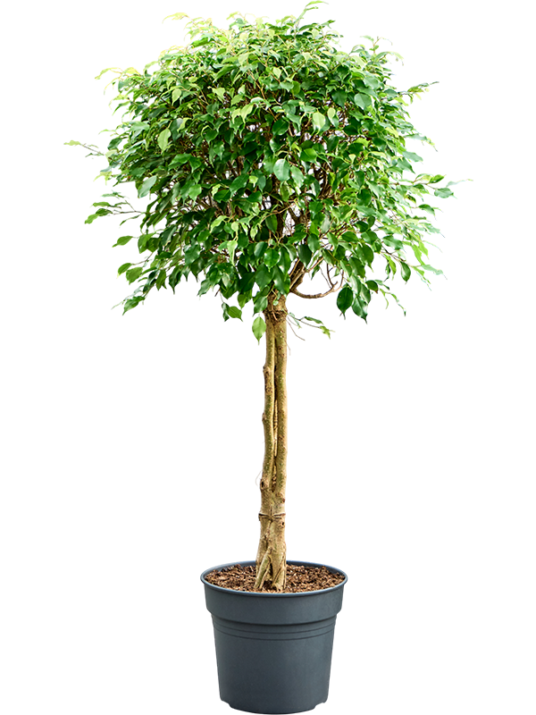 Фикус бенджамина "Exotica" 34/150 (Nieuwkoop Europe) 40503 - фото 101170