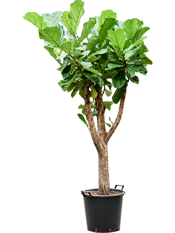 Фикус лировидный (лирата) 45/200 (Nieuwkoop Europe) 40509 - фото 101176