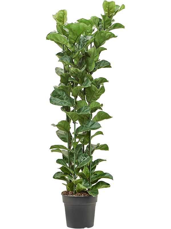 Фикус лировидный (лирата) "Bambino" 30/160 (Nieuwkoop Europe) 40511 - фото 101178