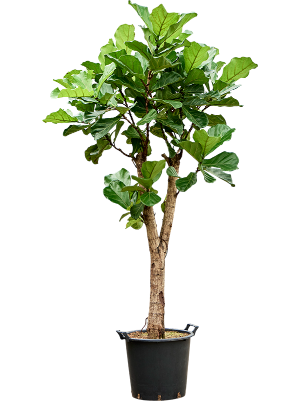 Фикус лировидный (лирата) 45/190 (Nieuwkoop Europe) 40515 - фото 101182