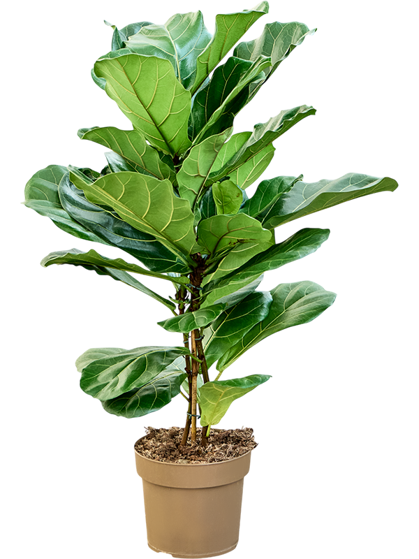 Фикус лировидный (лирата) 24/120 (Nieuwkoop Europe) 40516 - фото 101183