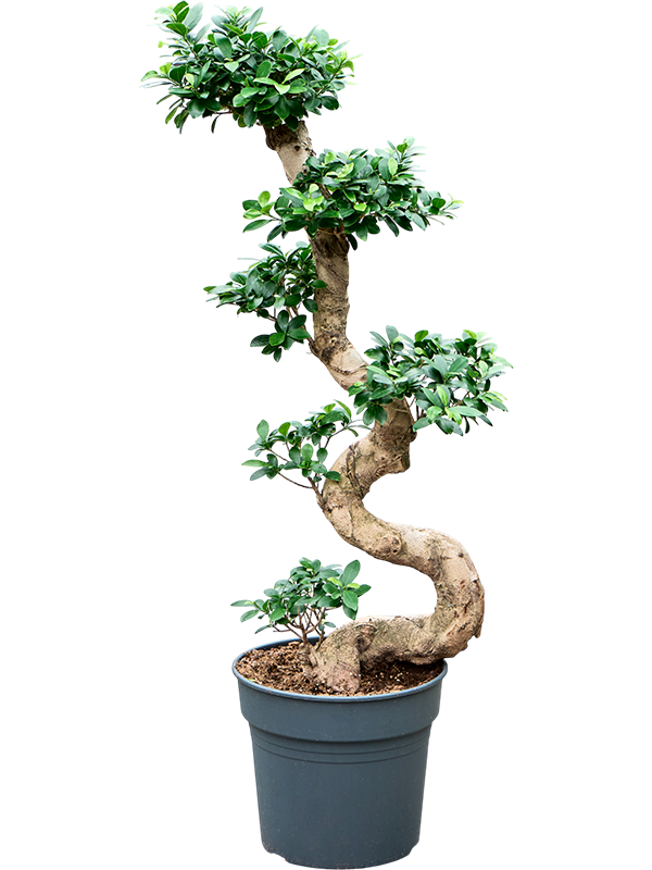 Фикус микрокарпа (мелкоплодный) "Compacta" бонсай 34/110 (Nieuwkoop Europe) 40517 - фото 101184