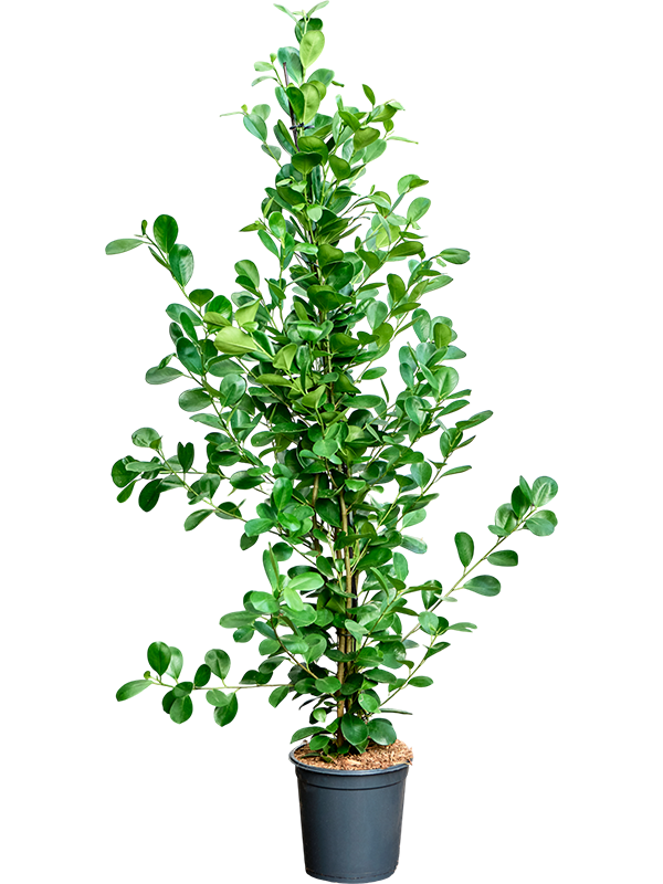 Фикус микрокарпа (мелкоплодный) "Moclame" 24/150 (Nieuwkoop Europe) 40518 - фото 101185