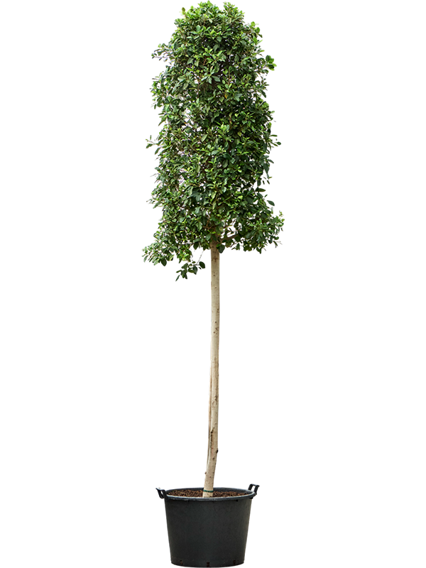 Фикус микрокарпа (мелкоплодный) "Nitida" стебель 70/450 (Nieuwkoop Europe) 40519 - фото 101186