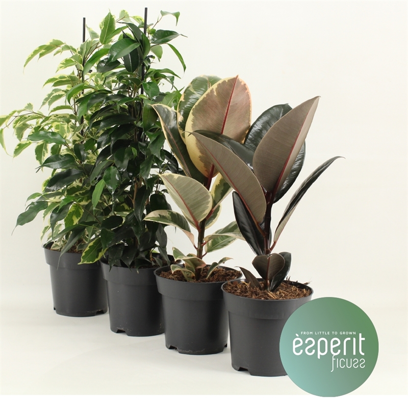 Фикус микс 14/40 (Nieuwkoop Europe) 40522 - фото 101189