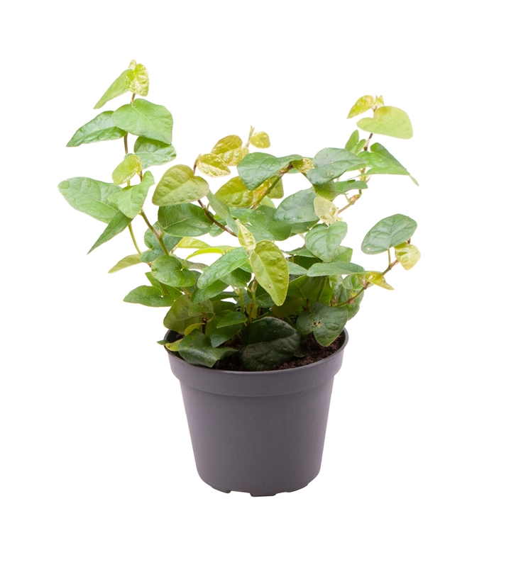 Фикус карликовый (фикус пумила) "Arina" 6/13 (Nieuwkoop Europe) 40525 - фото 101192