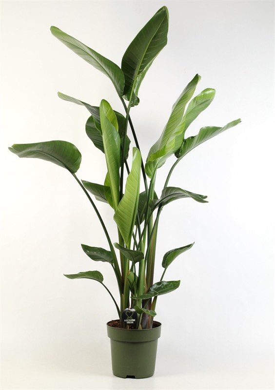 Стрелиция Николая 27/170 (Nieuwkoop Europe) 40529 - фото 101196