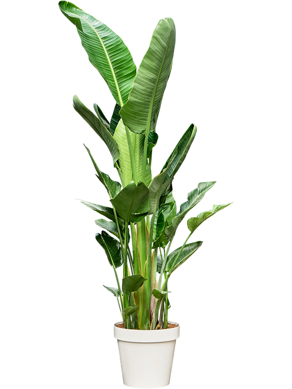 Стрелиция Николая 50/210 (Nieuwkoop Europe) 40531 - фото 101198