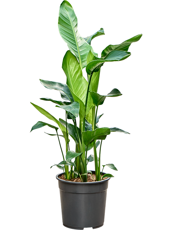 Стрелиция Николая 24/110 куст (Nieuwkoop Europe) 40532 - фото 101199