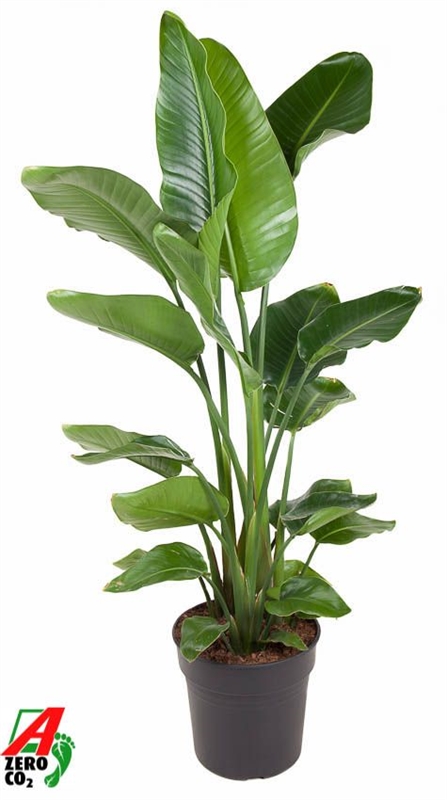 Стрелиция Николая 31/150 (Nieuwkoop Europe) 40535 - фото 101202