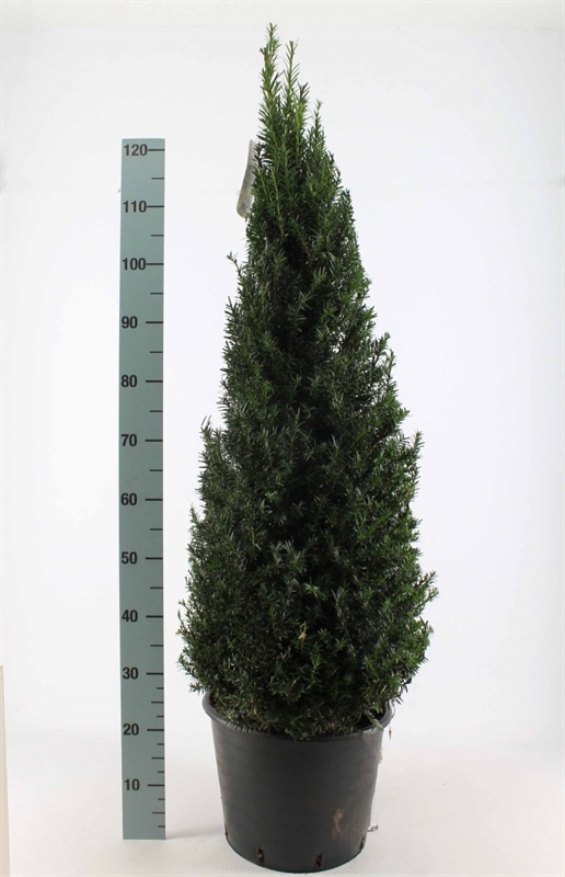 Тис ягодный конусный 40/130 (Nieuwkoop Europe) 40549 - фото 101216