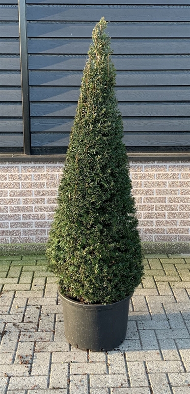 Тис ягодный конусный 50/120 (Nieuwkoop Europe) 40550 - фото 101217