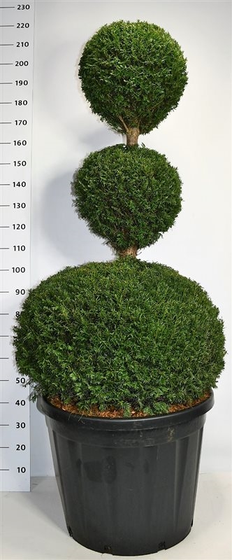 Тис ягодный 65/220 (Nieuwkoop Europe) 40556 - фото 101223