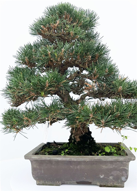 Сосна Тунберга "Kotobuki" бонсай 31/60 (Nieuwkoop Europe) 40647 - фото 101682