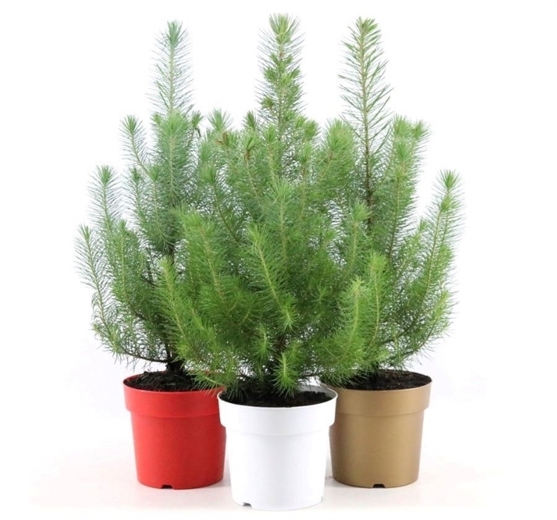 Сосна пиния (cосна итальянская) "Silver Crest" (Nieuwkoop Europe) 40242 - фото 101686