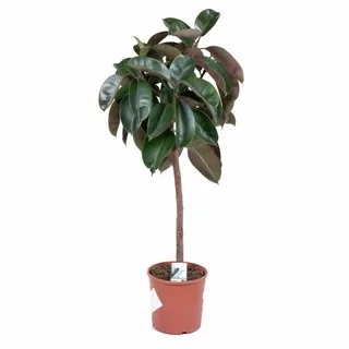 Фикус элас.Робуста штамб 25/140 (GL) 40649 - фото 101687