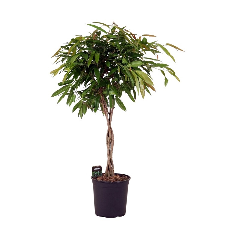 Фикус Амстель Кинг твист 27/120 (GL), 40650 40650 - фото 101688