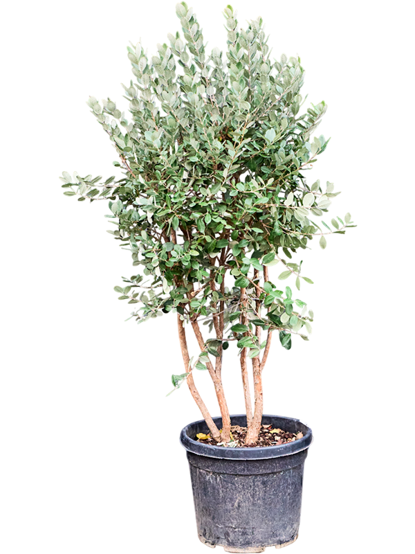 Фейхоа Селлова (акка Селлова) 50/190 (Nieuwkoop Europe) 40652 - фото 101690