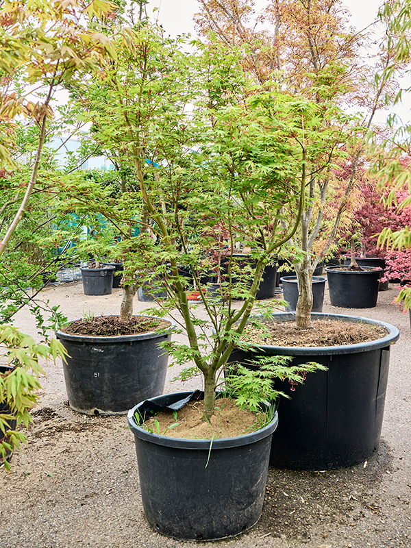 Клен дланевидный "Asahi Zuru" 70/240 (Nieuwkoop Europe) 40654 - фото 101692