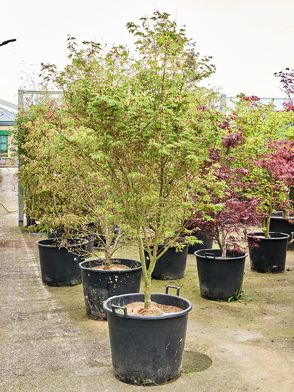 Клен дланевидный "Asahi Zuru" 64/270 (Nieuwkoop Europe) 40655 - фото 101693