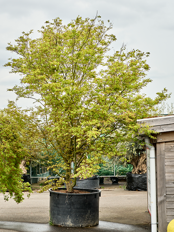 Клен дланевидный "Asahi Zuru" 125/440 (Nieuwkoop Europe) 40656 - фото 101694