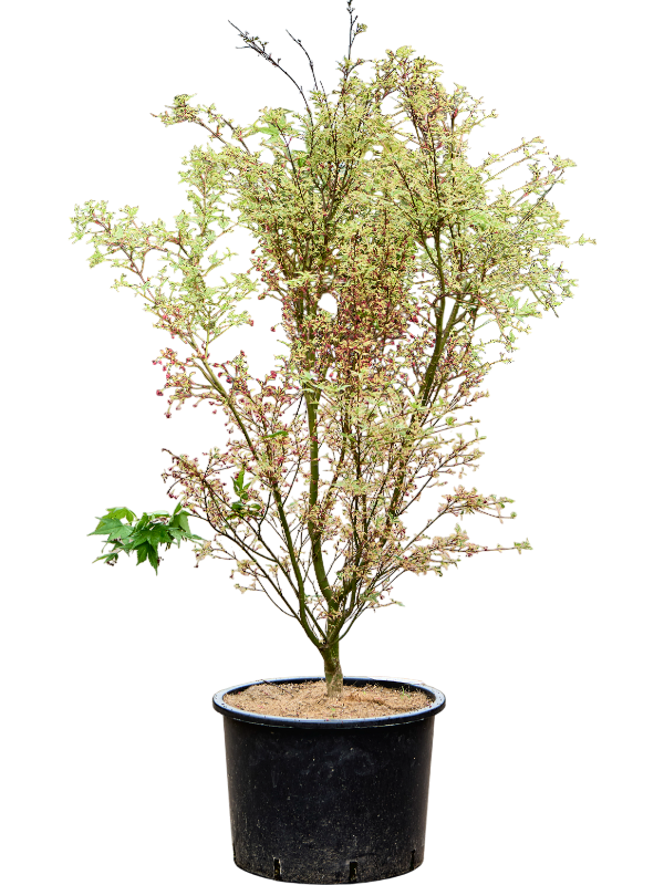 Клен дланевидный "Butterfly" 43/165 (Nieuwkoop Europe) 40657 - фото 101695