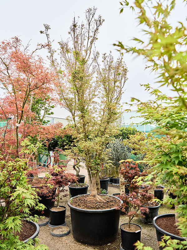 Клен дланевидный "Butterfly" 95/400 (Nieuwkoop Europe) 40658 - фото 101696