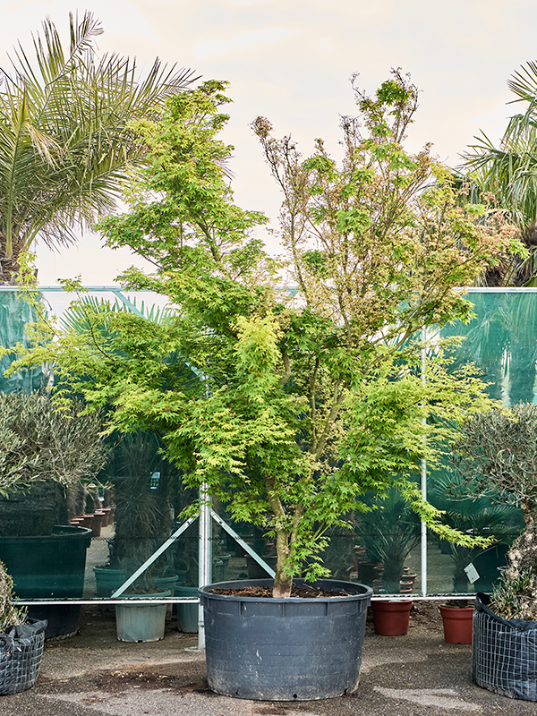 Клен дланевидный "Butterfly" 123/440 (Nieuwkoop Europe) 40659 - фото 101697