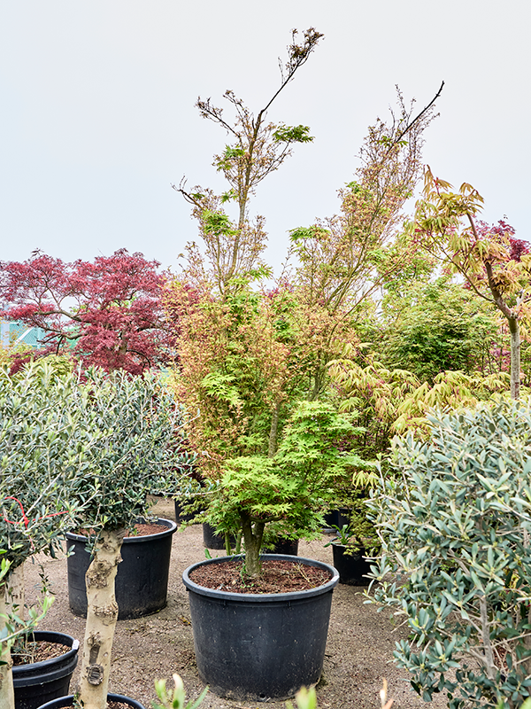 Клен дланевидный "Butterfly" 85/350 (Nieuwkoop Europe) 40660 - фото 101698