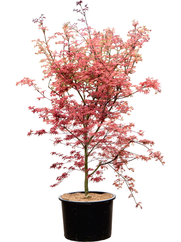 Клен дланевидный "De Shojo" 43/175 (Nieuwkoop Europe) 40661 - фото 101699