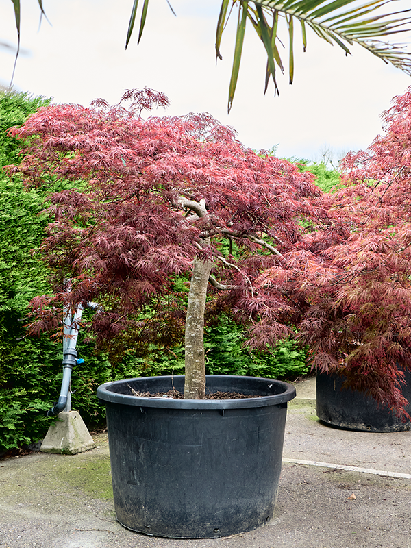 Клен дланевидный диссектум "Crimson Queen" 103/220 (Nieuwkoop Europe) 40662 - фото 101700