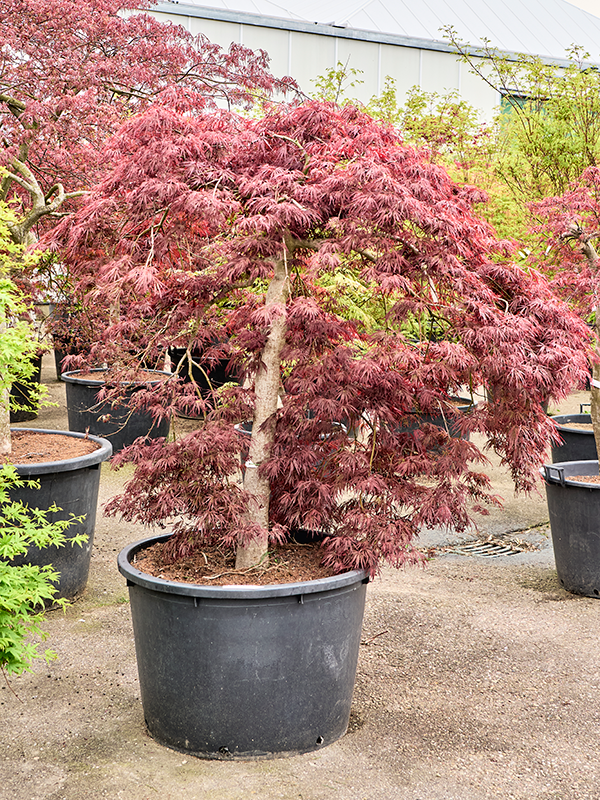 Клен дланевидный диссектум "Garnet" 86/200 (Nieuwkoop Europe) 40663 - фото 101701