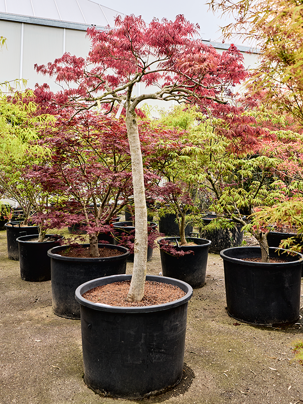 Клен дланевидный диссектум "Garnet" 77/240 (Nieuwkoop Europe) 40664 - фото 101702