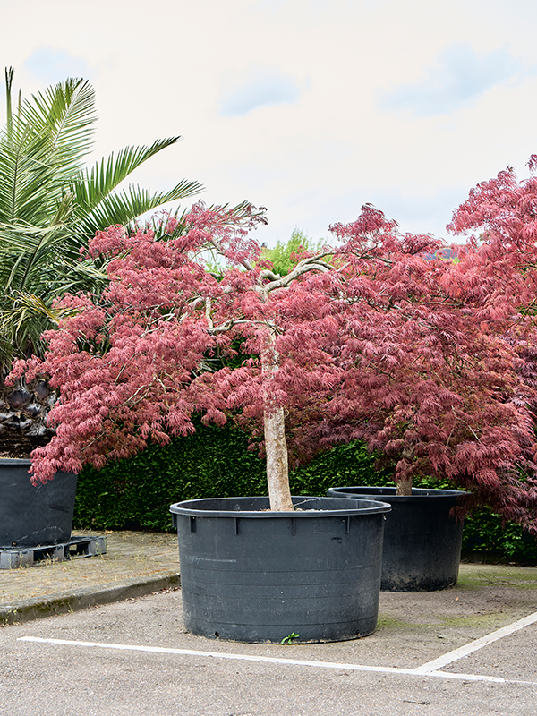 Клен дланевидный диссектум "Garnet" 120/260 (Nieuwkoop Europe) 40665 - фото 101703