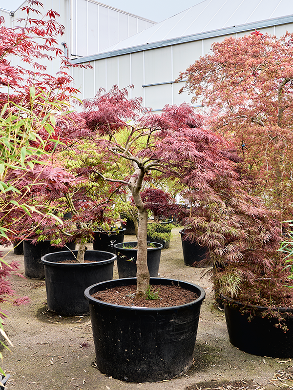 Клен дланевидный диссектум "Garnet" 95/210 (Nieuwkoop Europe) 40666 - фото 101704