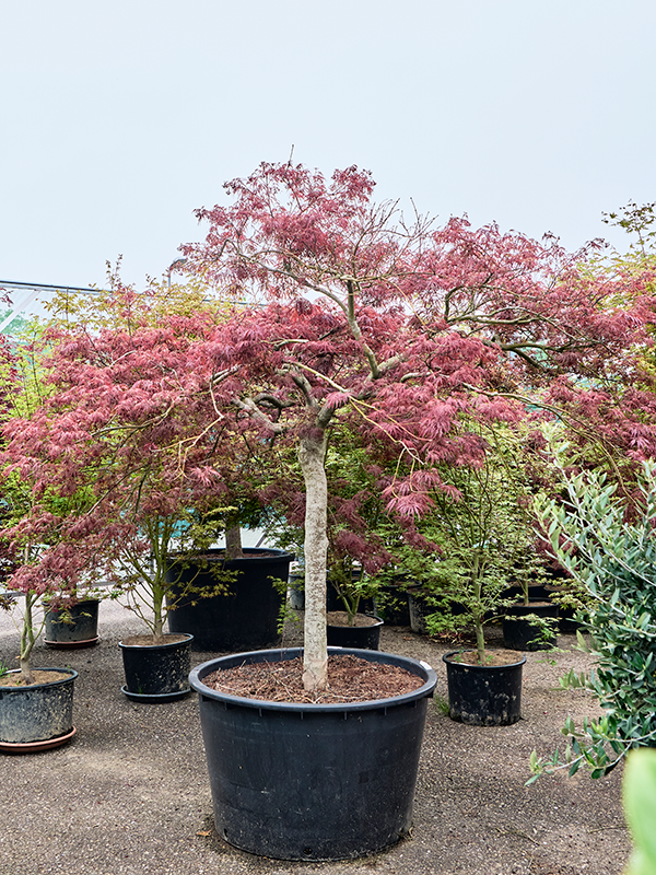 Клен дланевидный диссектум "Garnet" 96/250 (Nieuwkoop Europe) 40667 - фото 101705