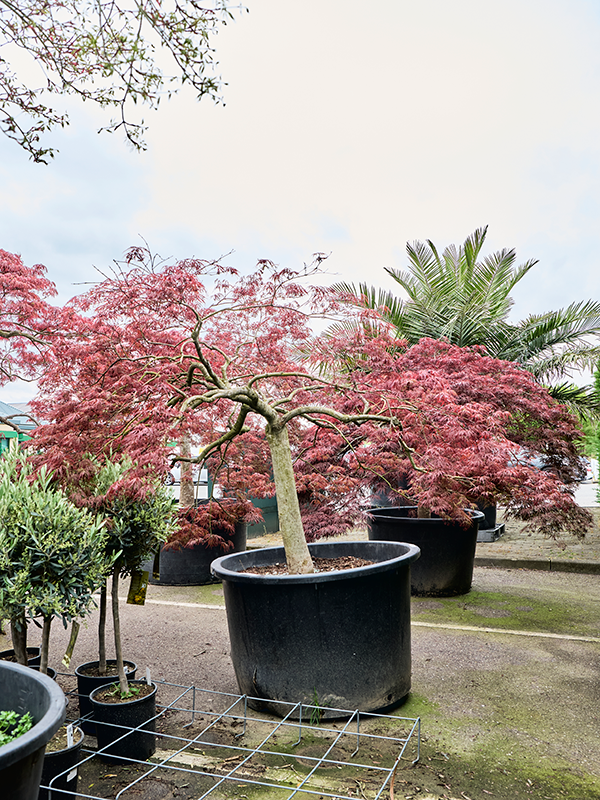 Клен дланевидный диссектум "Garnet" 110/230 (Nieuwkoop Europe) 40668 - фото 101706