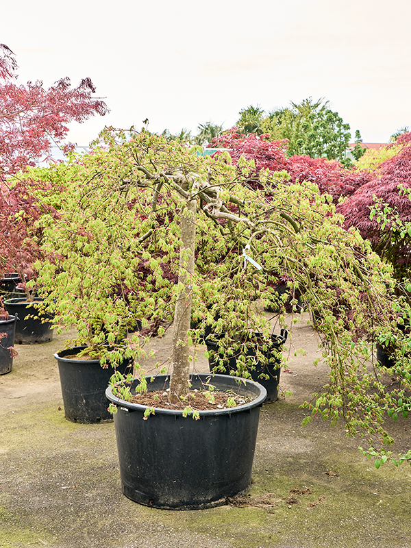 Клен дланевидный диссектум "Green Lace" 95/200 (Nieuwkoop Europe) 40669 - фото 101707
