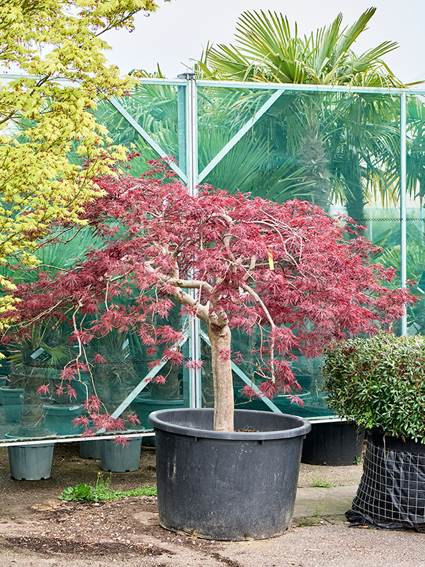 Клен дланевидный диссектум "Inaba-Shidare" 100/240 (Nieuwkoop Europe) 40670 - фото 101708