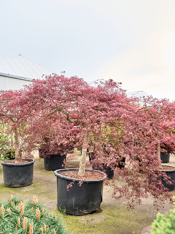 Клен дланевидный диссектум "Inaba-Shidare" 115/270 (Nieuwkoop Europe) 40671 - фото 101709