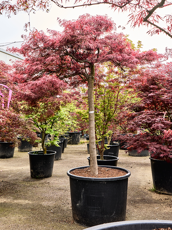 Клен дланевидный диссектум "Inaba-Shidare" 78/240 (Nieuwkoop Europe) 40672 - фото 101710