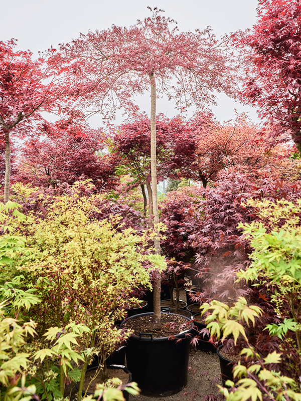 Клен дланевидный диссектум "Inaba-Shidare" 70/350 (Nieuwkoop Europe) 40673 - фото 101711