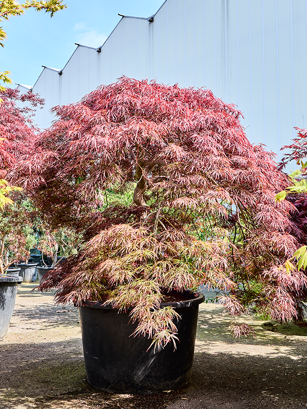 Клен дланевидный диссектум "Ornatum" 102/220 (Nieuwkoop Europe) 40674 - фото 101712