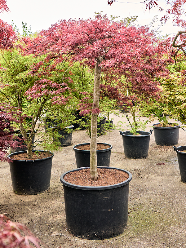 Клен дланевидный диссектум "Stella Rossa" 77/230 (Nieuwkoop Europe) 40675 - фото 101713