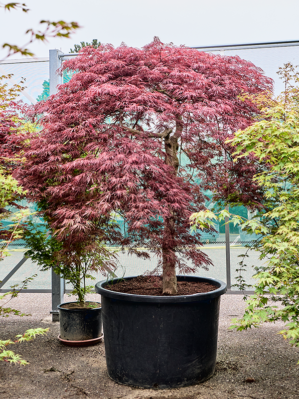 Клен дланевидный диссектум "Stella Rossa" 102/240 (Nieuwkoop Europe) 40676 - фото 101714
