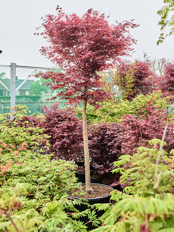 Клен дланевидный "Fire Glow" 70/325 (Nieuwkoop Europe) 40677 - фото 101715