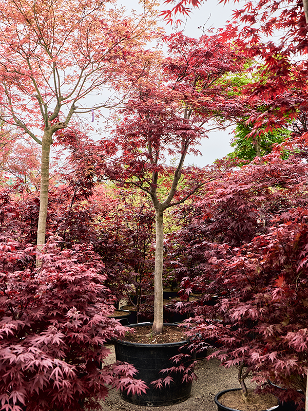 Клен дланевидный "Fire Glow" 80/330 (Nieuwkoop Europe) 40678 - фото 101716